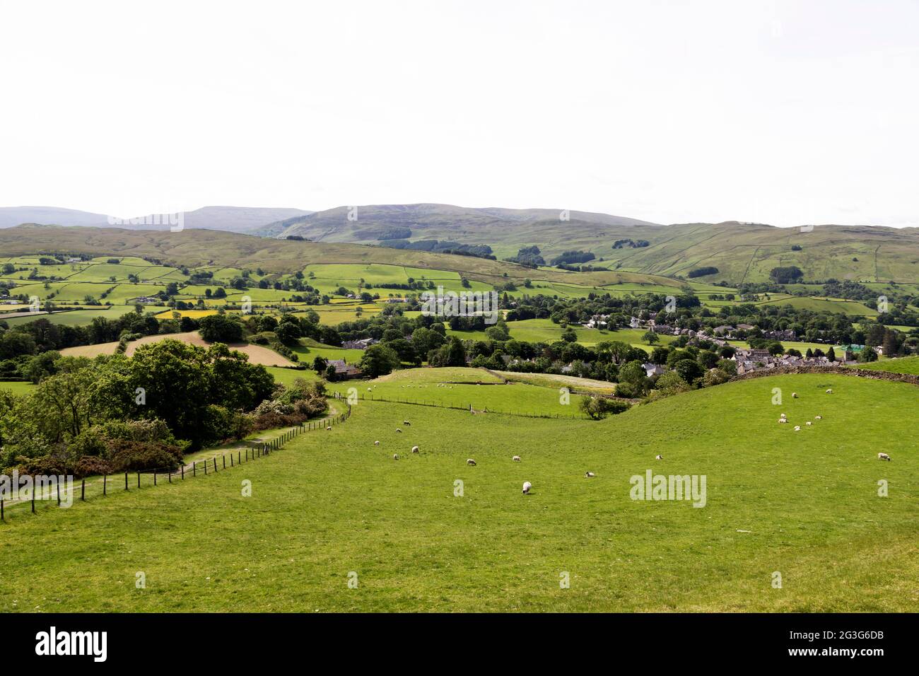 Sheep graze in field above the town of Sedbergh in Cumbria, England. Sedbergh is in the Yorkshire Dales National Park. Stock Photo