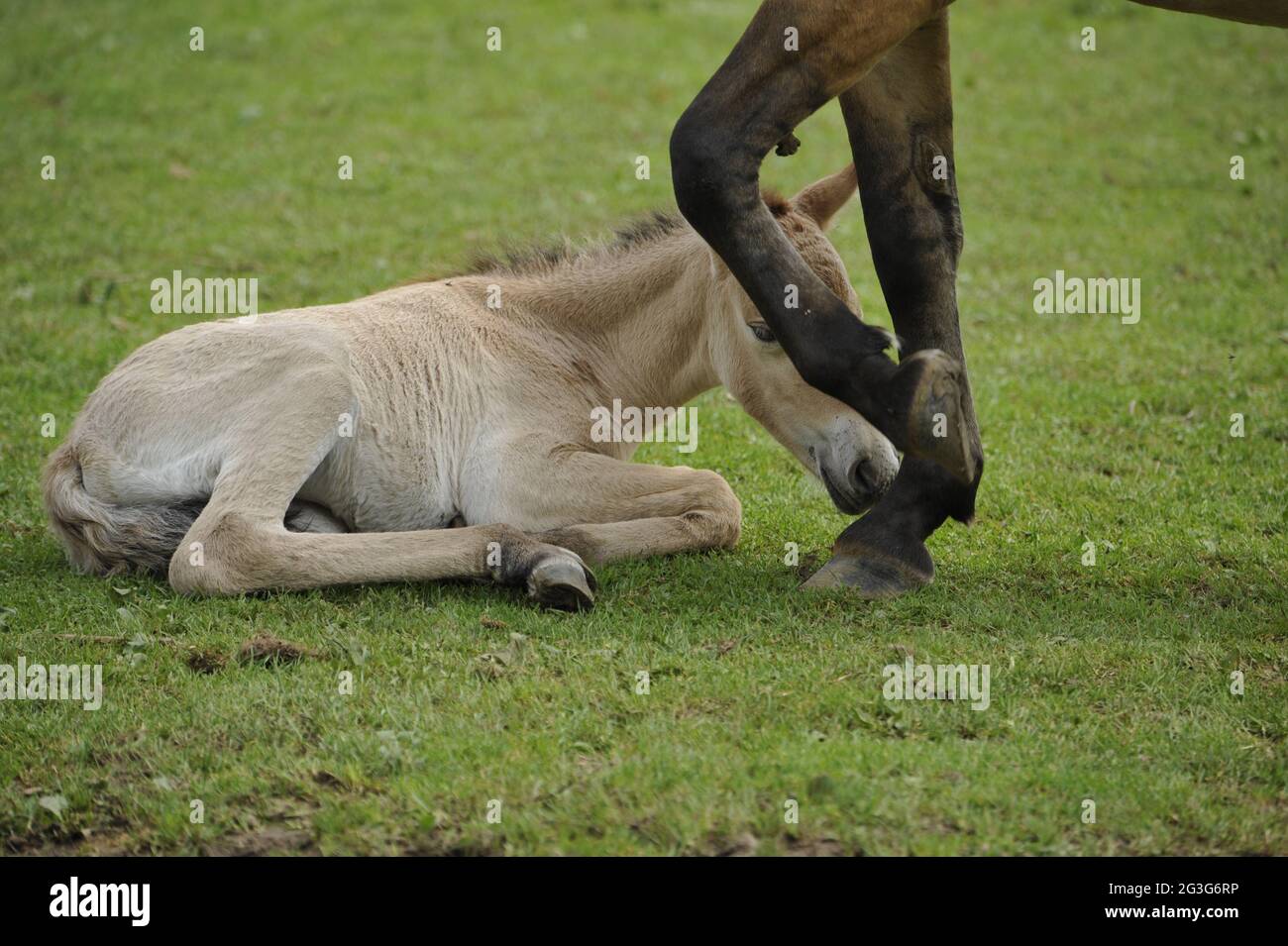 Przewalski-Pferd (Equus ferus przewalskii) mit Fohlen Stock Photo