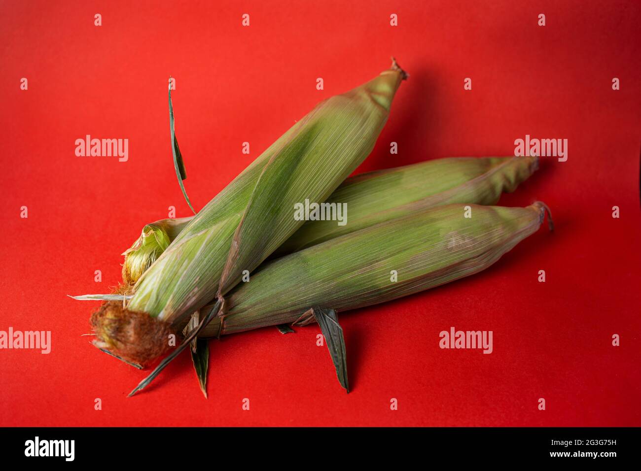 three ripe corn cobs in foliage on a red background. Stock Photo