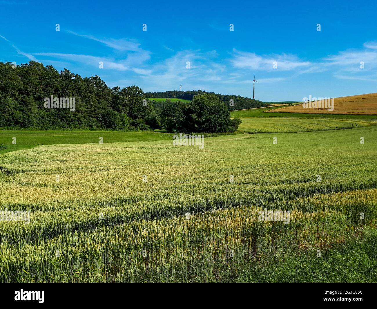 rural landscape with green field and blue sky in the afternoon in ...