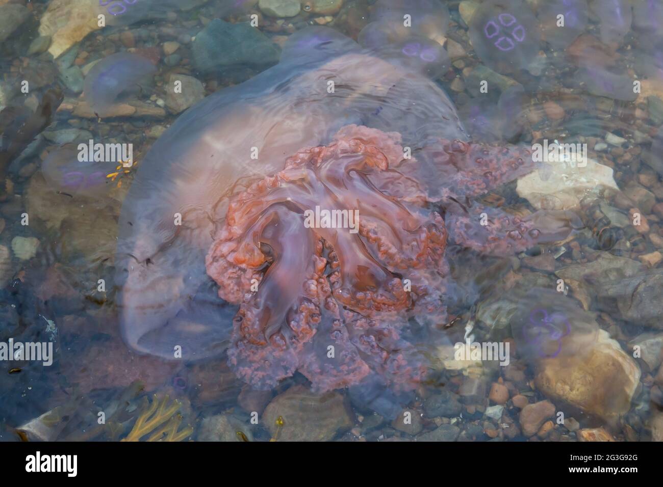 Small jellyfish on a beach Stock Photo