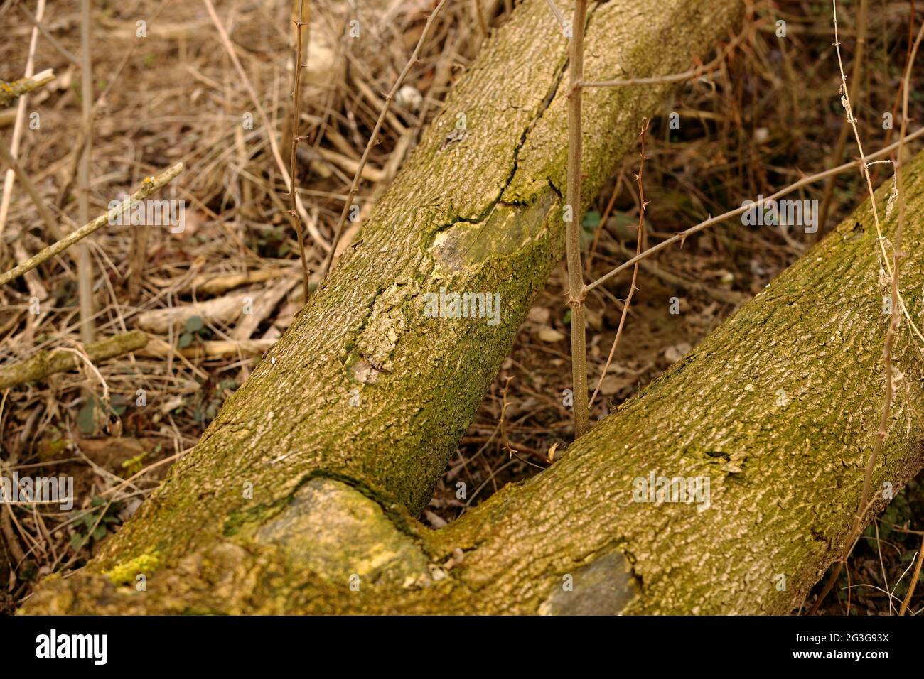 Fallen trees in a suburban clearing Stock Photo Alamy