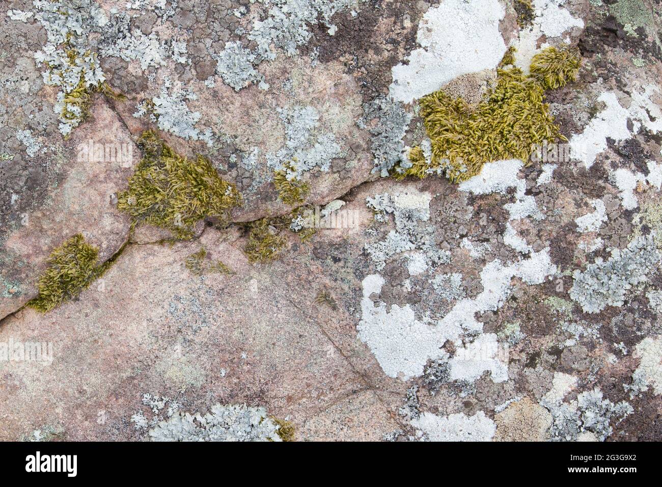 Algea plant hi-res stock photography and images - Alamy