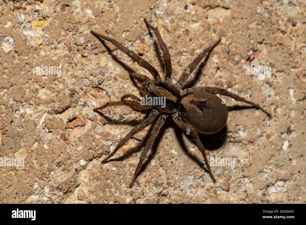 Wolf Spider hunting on ground Stock Photo