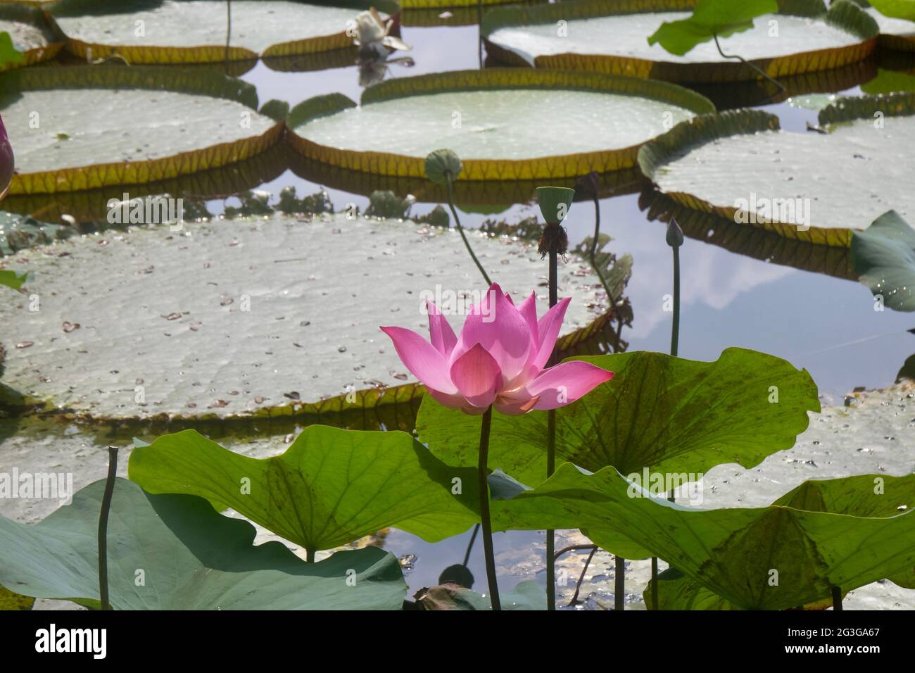 The Lotus of Bogor Botanical Garden, Indonesia Stock Photo