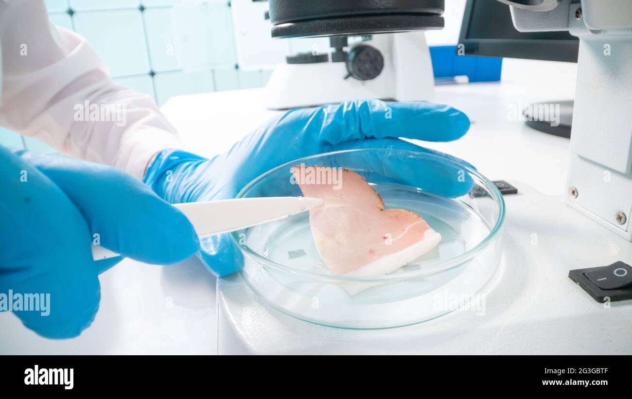 Inspection of meat and fish quality in the food quality laboratory ...