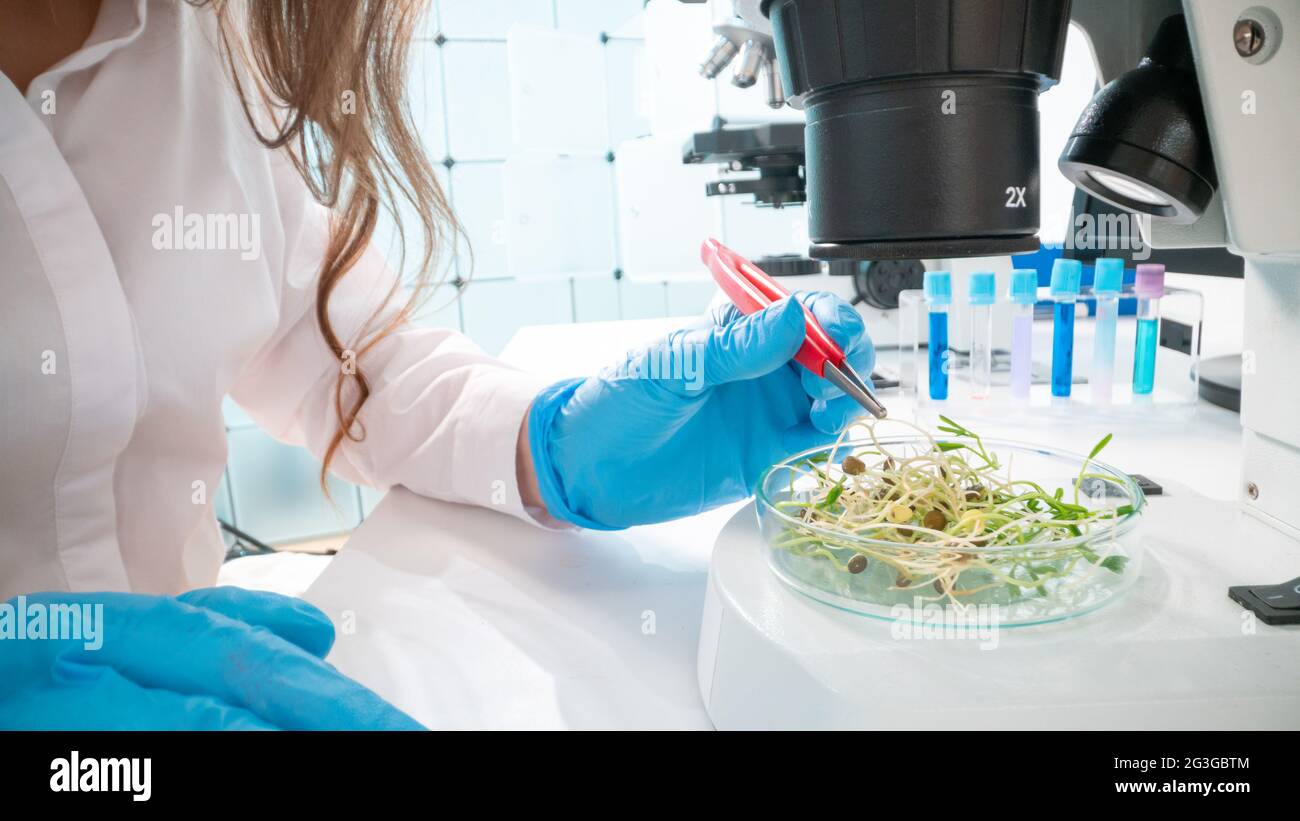 Inspection of the quality of agricultural seeds. Checking the quality