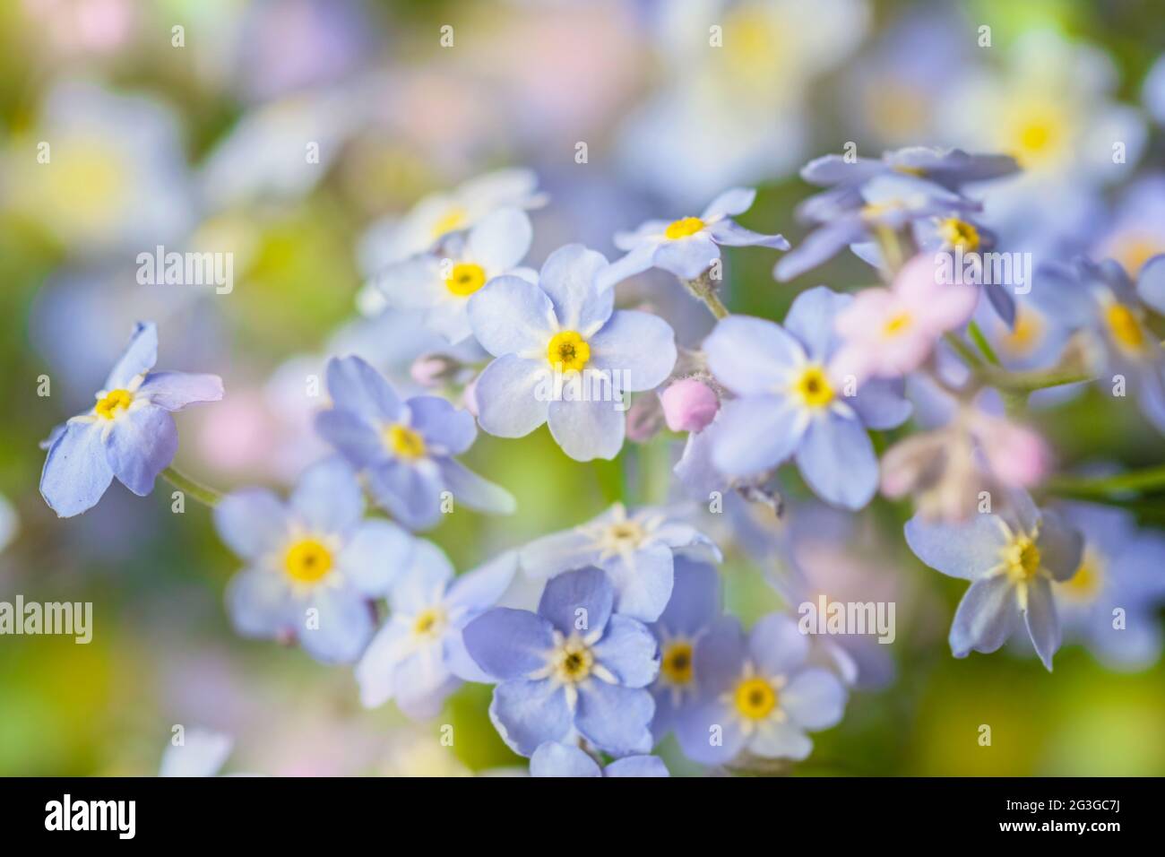 Real soft blue flowers of tender spring forget-me-nots for romantic mood Stock Photo