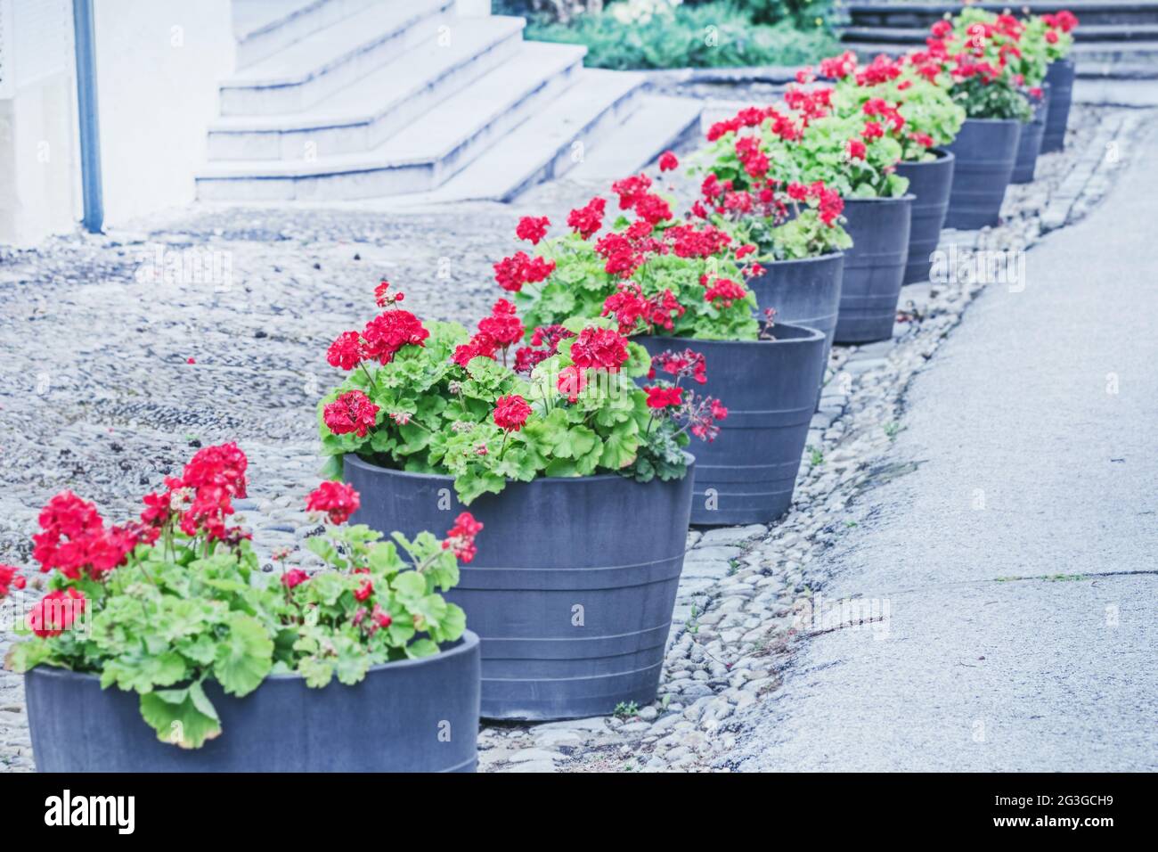 Real blooming red geraniums in flower pots outside at day Stock Photo