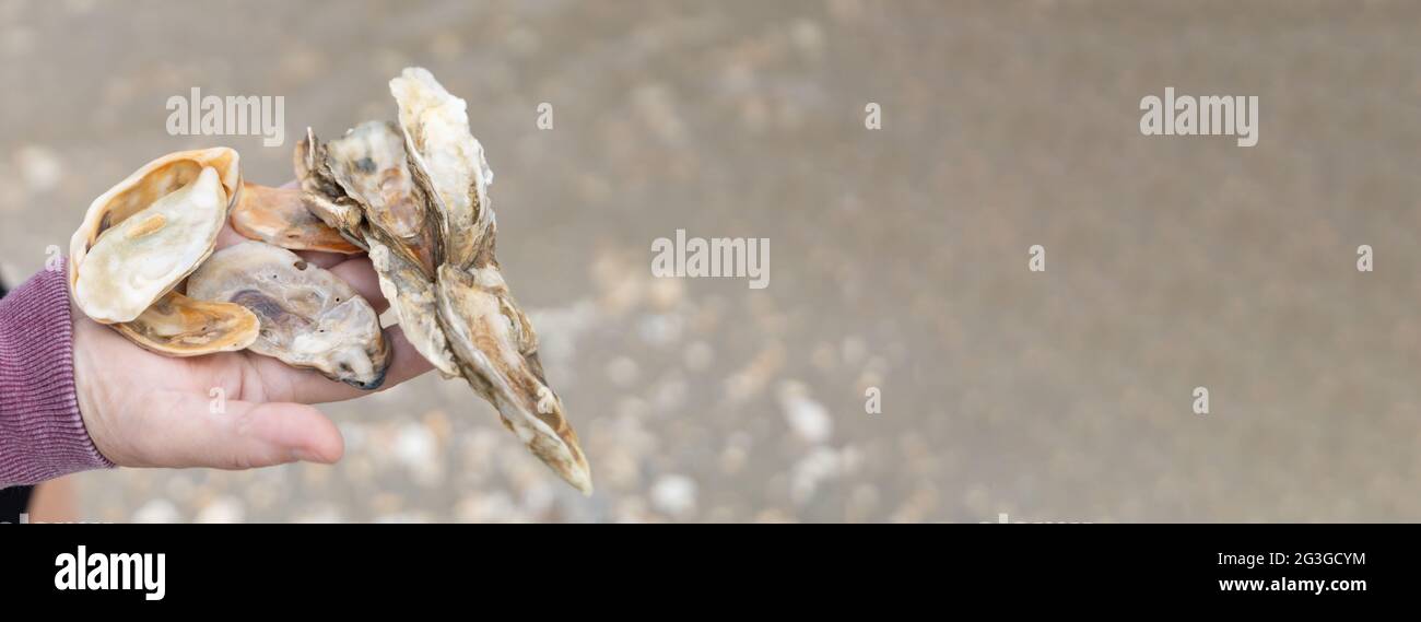 a female hand holding a large pile of seashells at the beach while on vacation Stock Photo