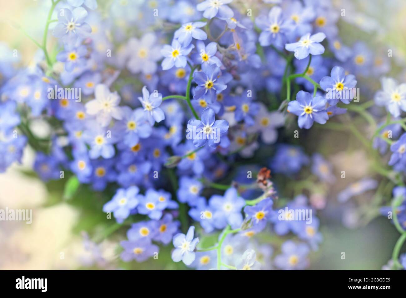 Delicate charming blue flowers forget-me-nots for best mood and love impression Stock Photo