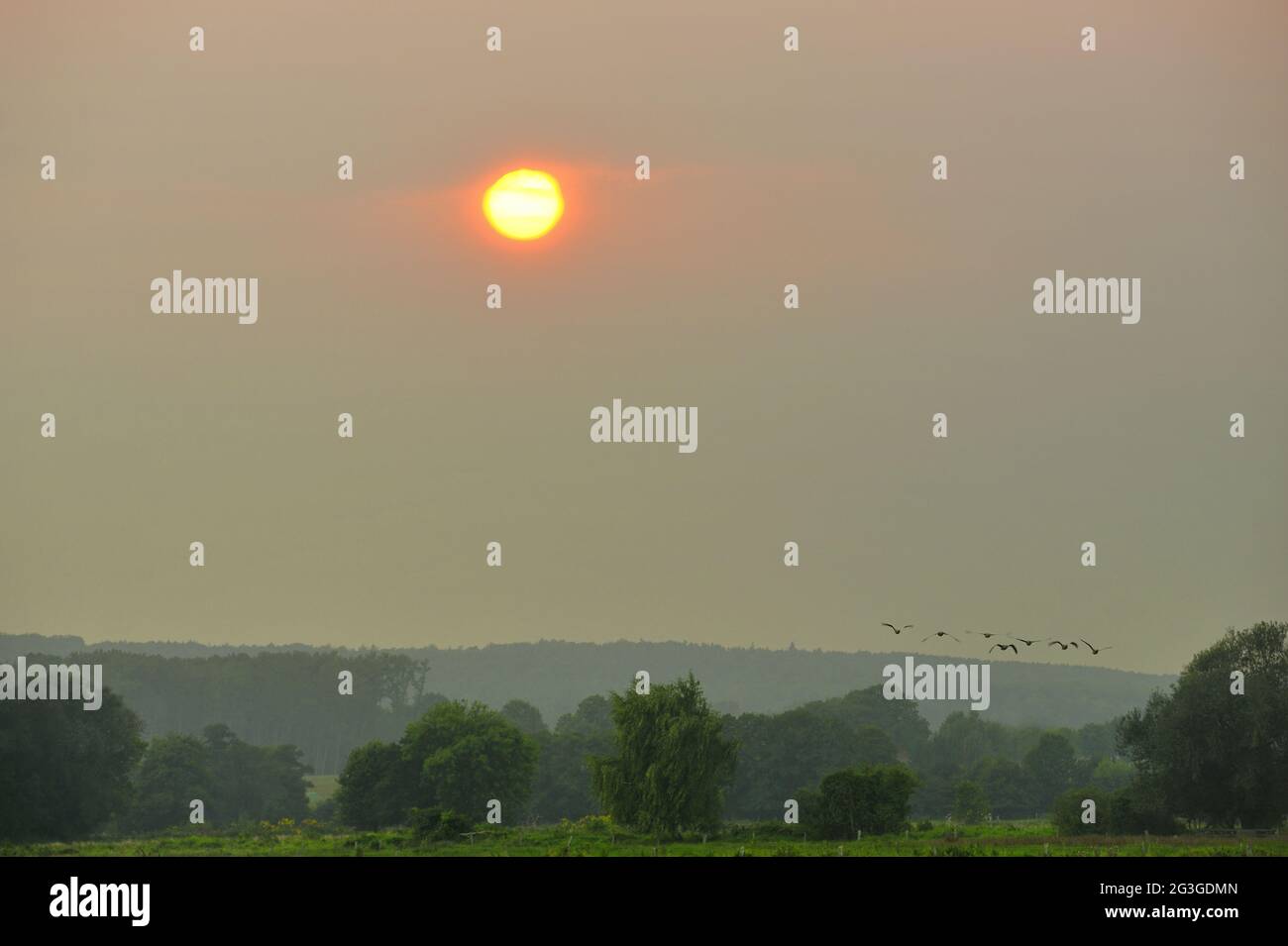 Sunset in the bird world at the Steinhuder Meer. Stock Photo