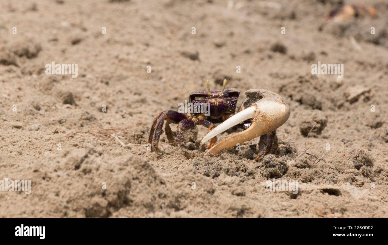 Fiddler crab in the sand Stock Photo
