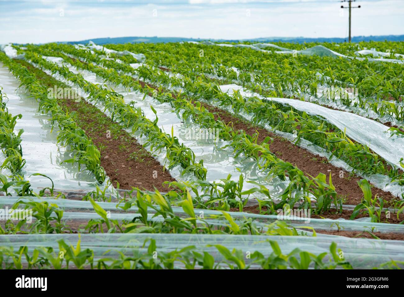 A crop of feed maize growing under biodegradable plastic, Lockerbie, Dumfries and Galloway, south-western Scotland, UK. Stock Photo