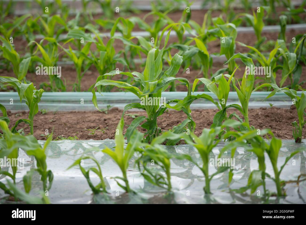 A crop of feed maize growing under biodegradable plastic, Lockerbie, Dumfries and Galloway, south-western Scotland, UK. Stock Photo