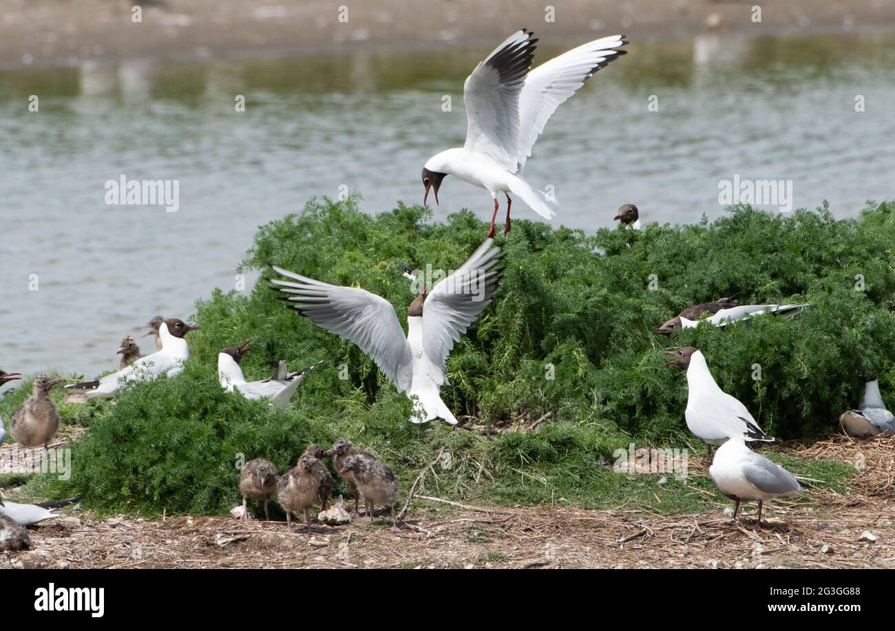 Black-headed gulls fight to protect their nests from the other gulls in a nesting colony at RSPB's Leighton Moss Nature Reserve, Silverdale, Lancashir Stock Photo