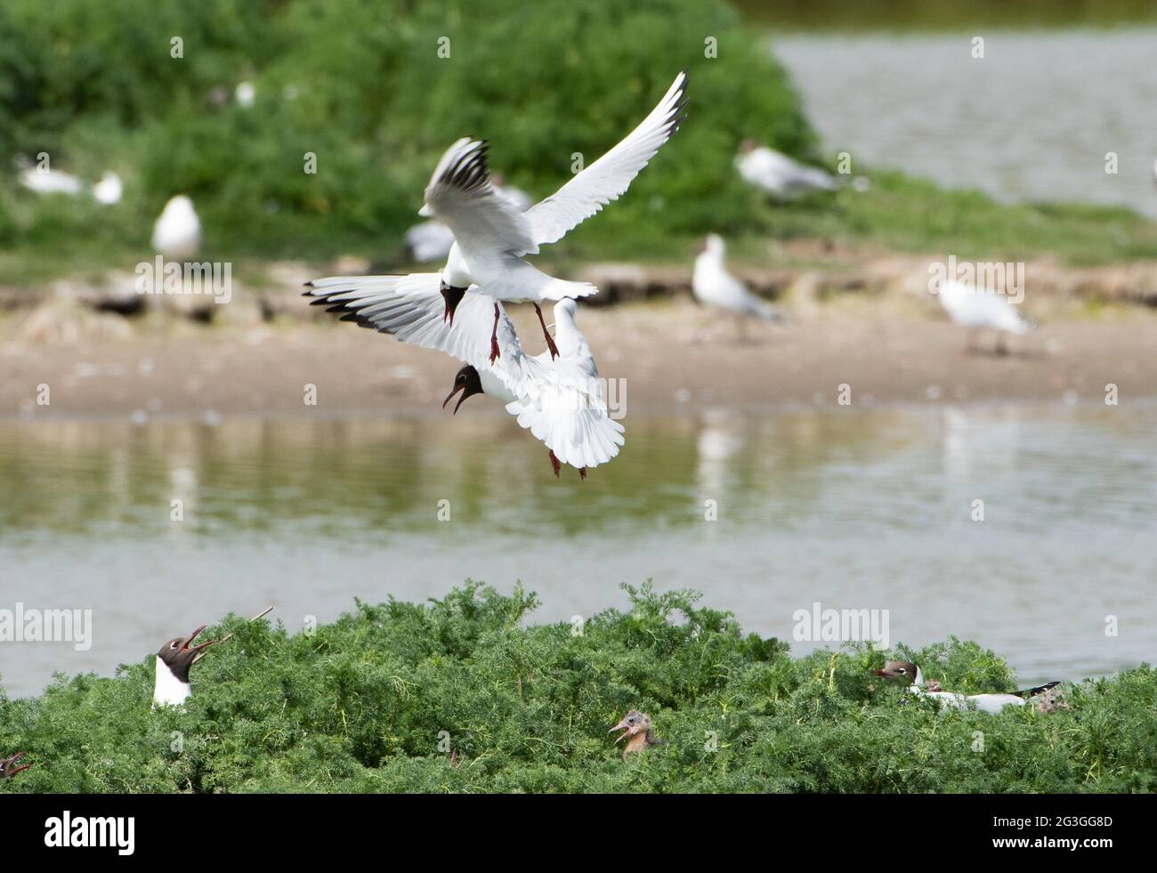 Black-headed gulls fight to protect their nests from the other gulls in a nesting colony at RSPB's Leighton Moss Nature Reserve, Silverdale, Lancashir Stock Photo