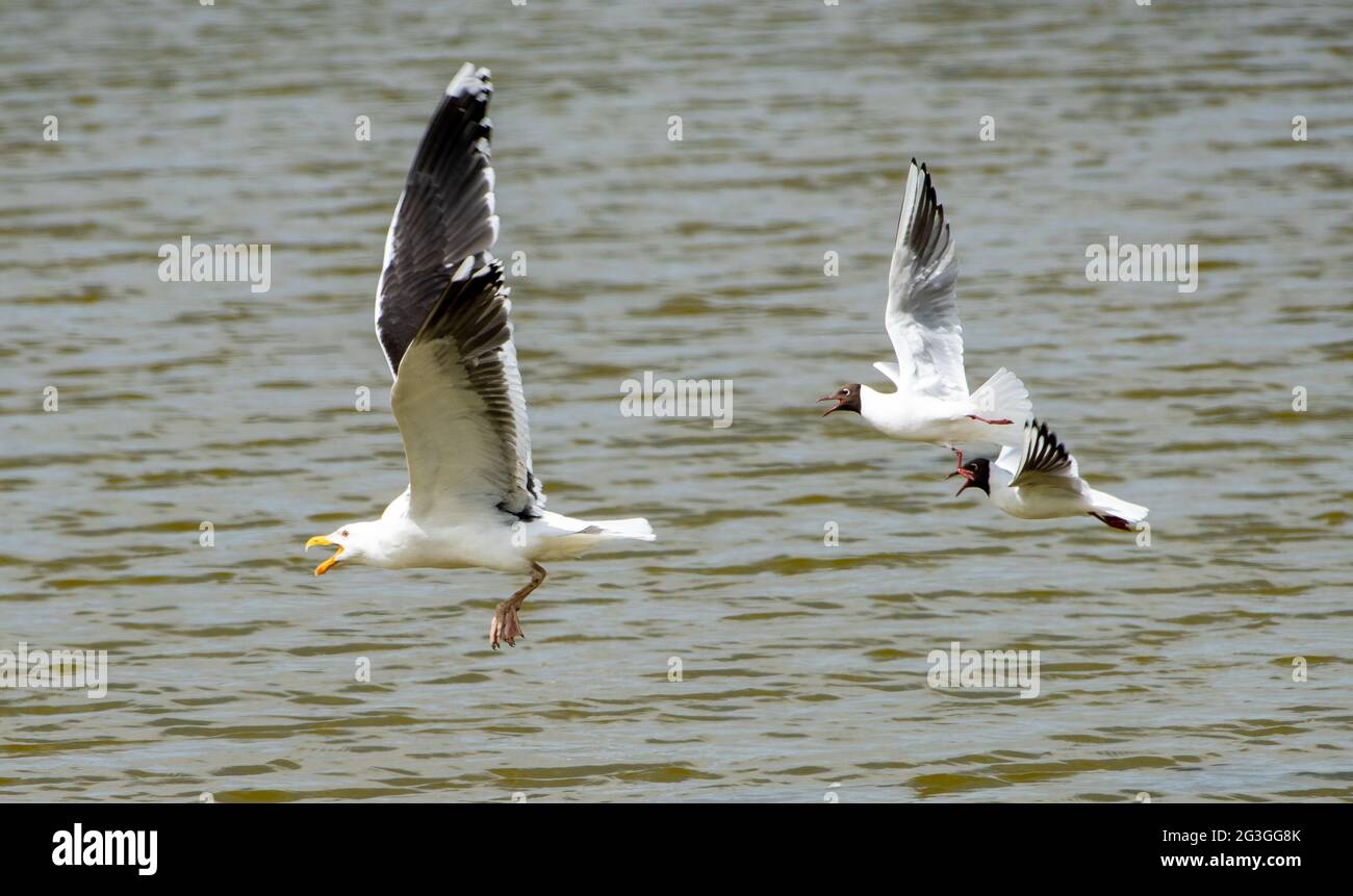 Black-headed gulls sees off a Herring gull at RSPB's Leighton Moss Nature Reserve, Silverdale, Lancashire after it flew over their nesting site. Stock Photo