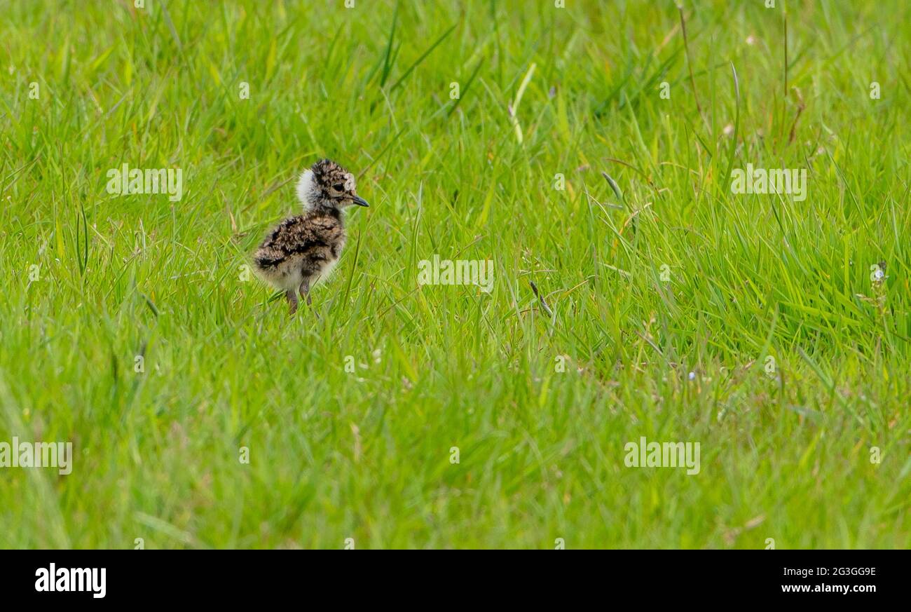 A lapwing chick, Chipping, Preston, Lancashire, UK. Stock Photo