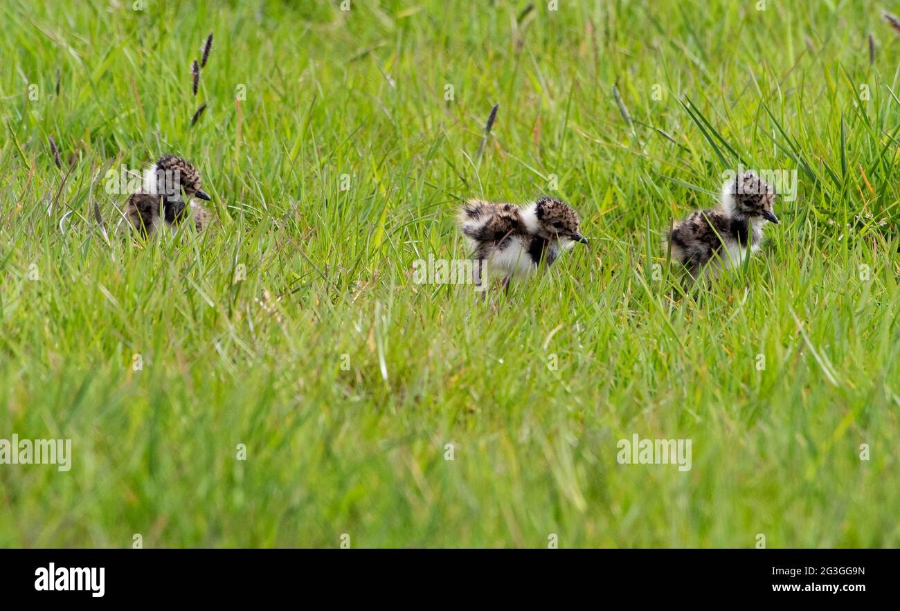 Three lapwing chicks, Chipping, Preston, Lancashire, UK. Stock Photo