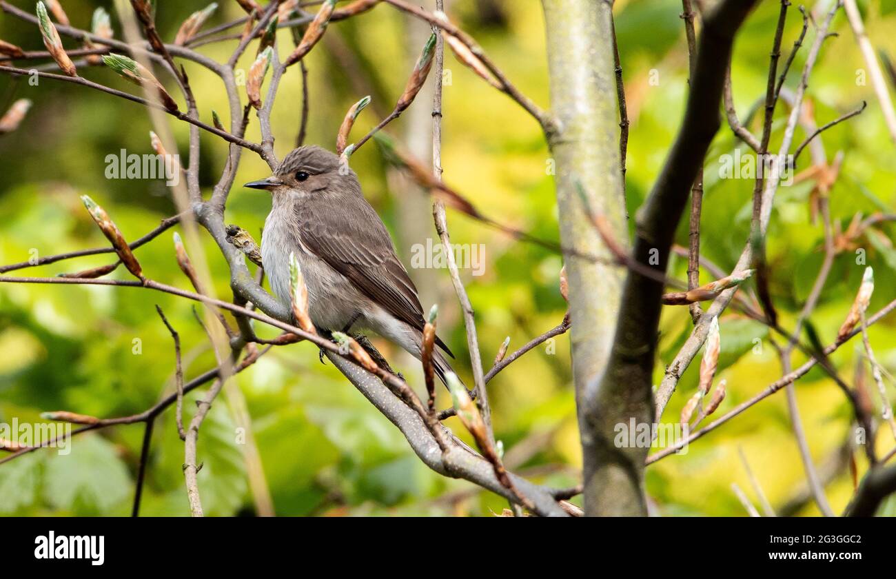 A Spotted Flycatcher in a tree, Chipping, Preston, Lancashire, UK Stock Photo