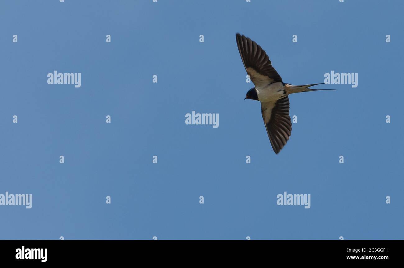 A swallow flying, Lockerbie, Dumfries and Galloway, south-western Scotland, UK. Stock Photo