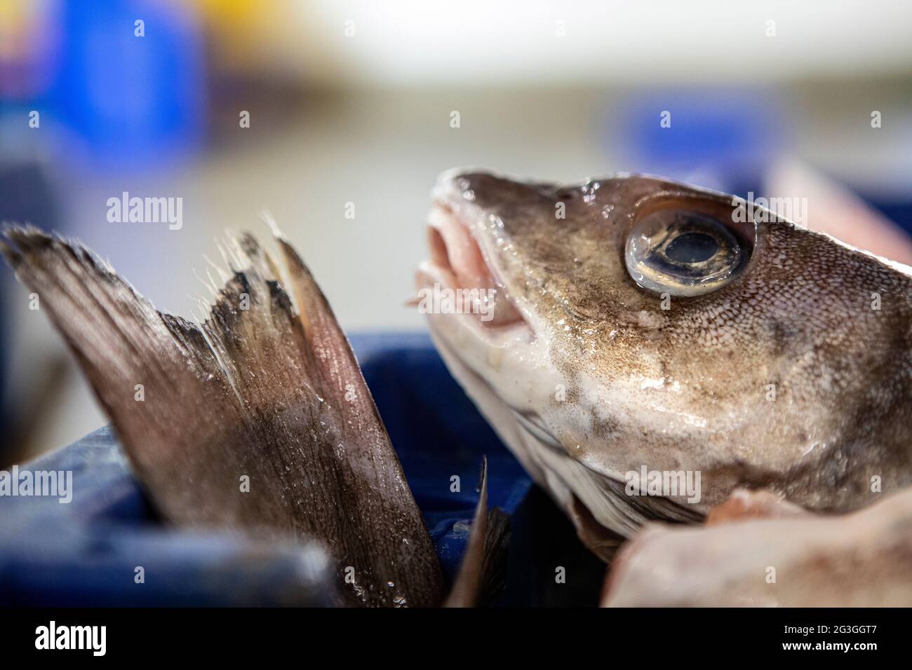 Haddock, Grimsby Fish Market, Grimsby Docks, Uk Fishing Stock Photo Alamy