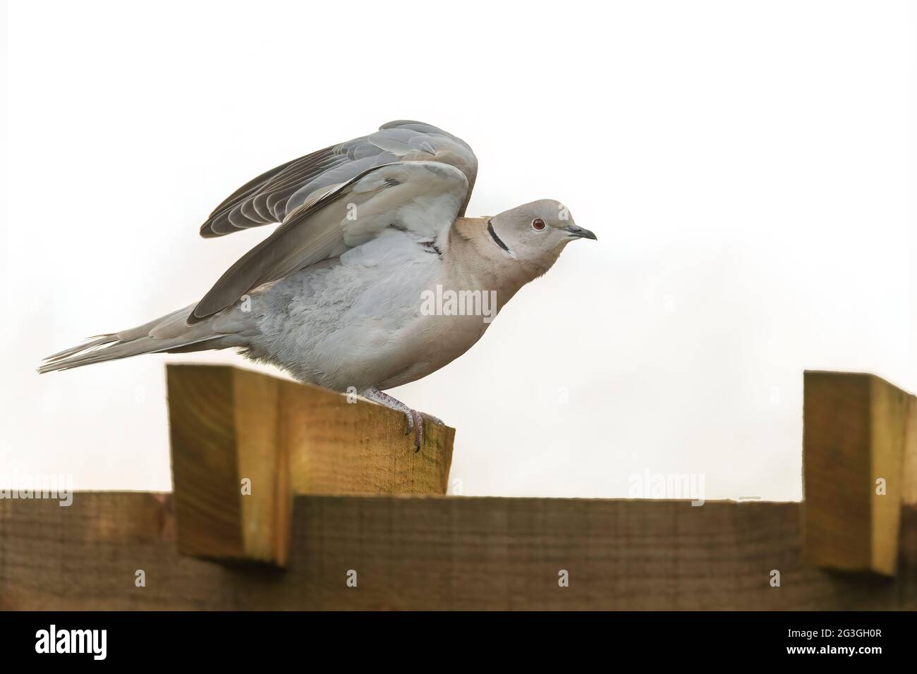 Collared Dove flying from a wooden fence, fluffed up, close up in a