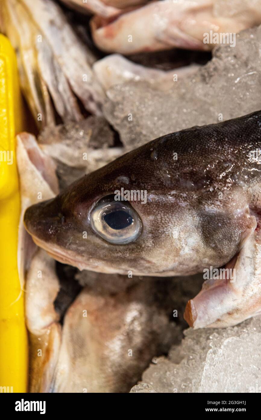 Haddock, Grimsby Fish Market, Grimsby Docks, Uk Fishing Stock Photo Alamy