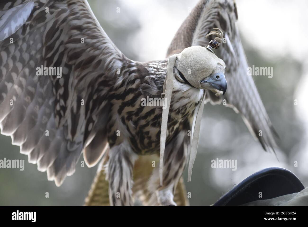 Bobbi the saker falcon. Falco cherrug. Stock Photo