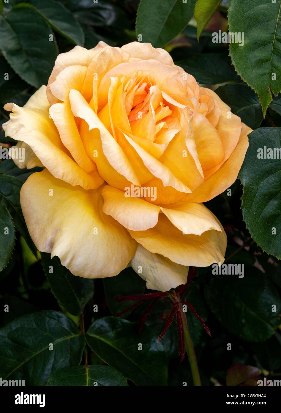 A luscious apricot coloured garden rose surrounded by dark green leaves, Central York, North Yorkshire, UK Stock Photo