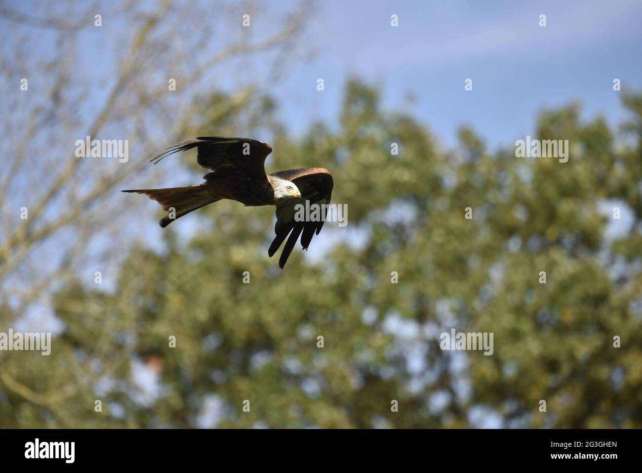 Red Kite,Milvus milvus. Stock Photo