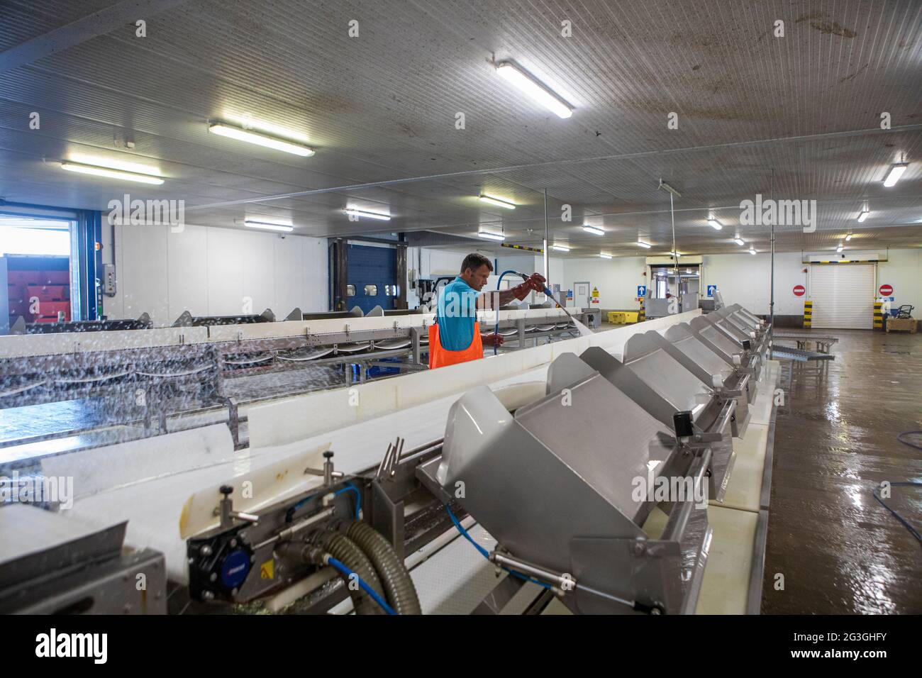 Haddock, Grimsby Fish Market, Grimsby Docks, Uk Fishing Stock Photo Alamy
