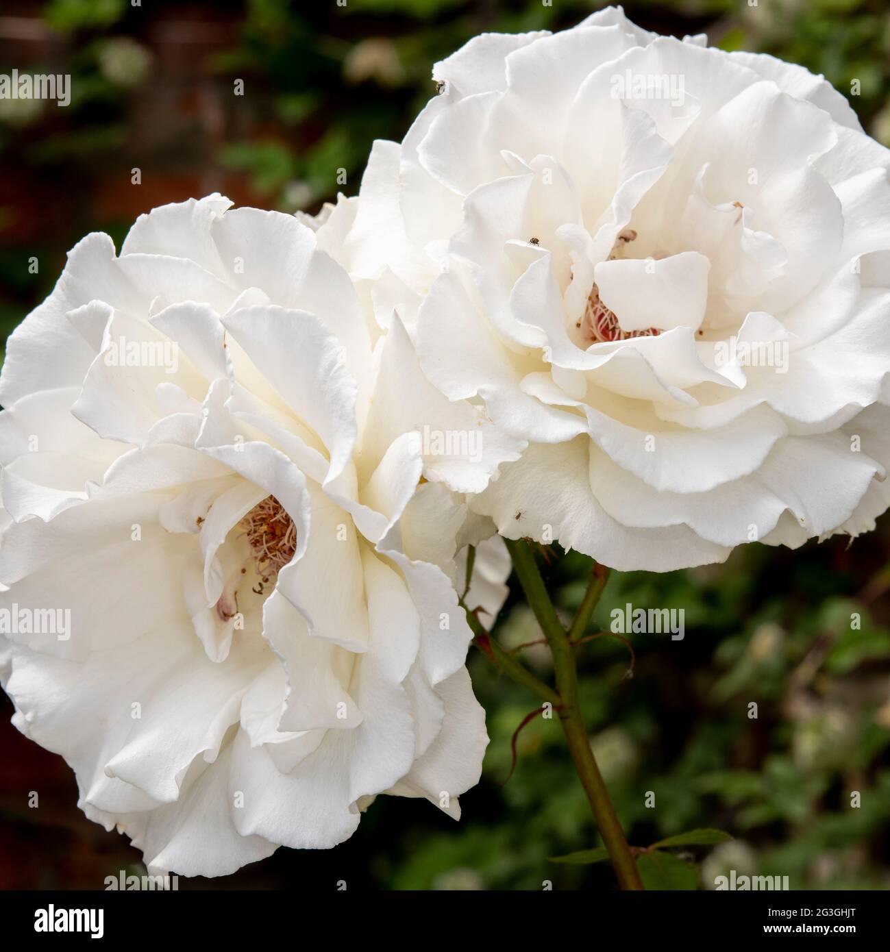 Two fully opened Floribunda Margaret Merril rose blooms in a patio garden, City of York, UK Stock Photo