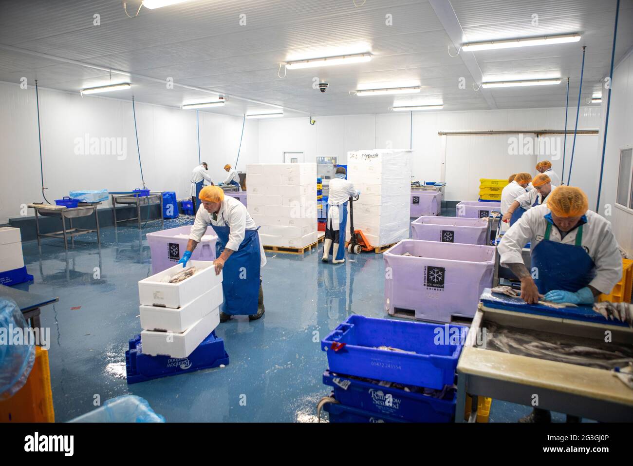 Fish Processing at Grimsby Fish Market, Grimsby Docks, Uk Fishing Stock Photo Alamy
