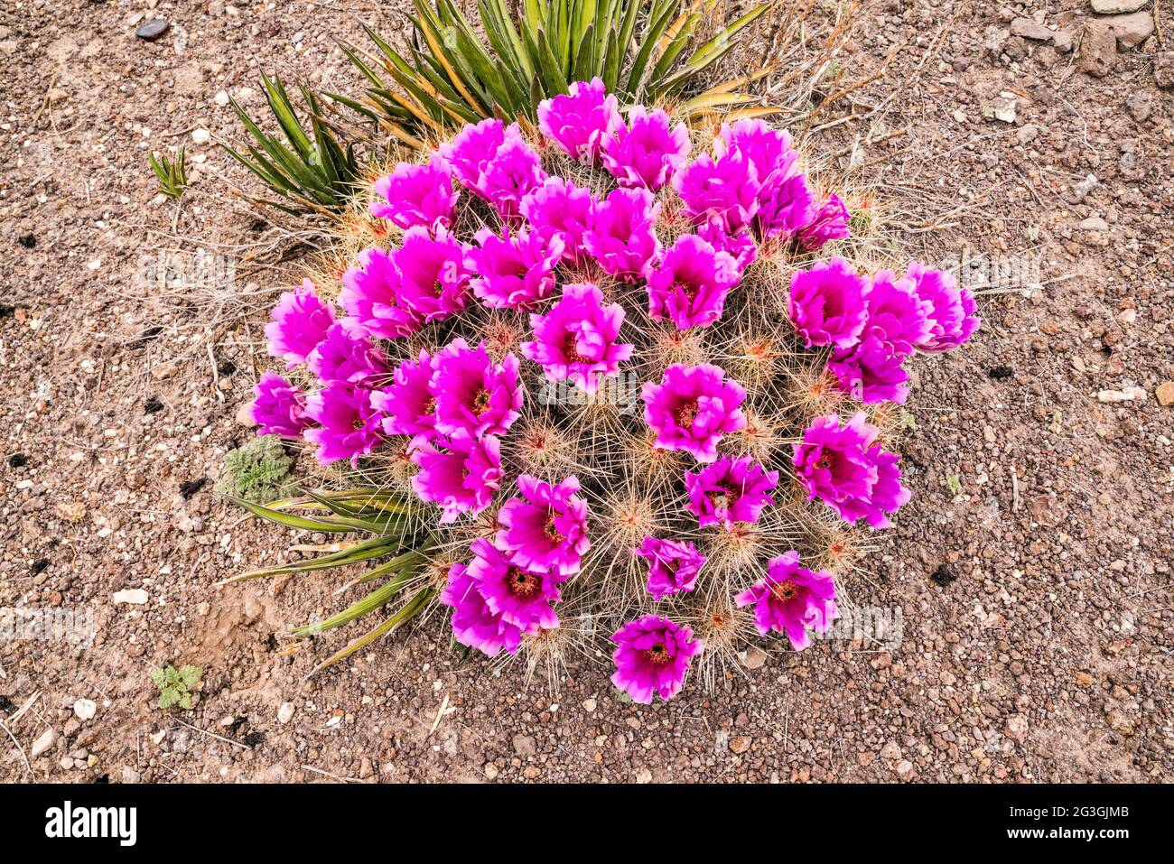 Strawberry Cactus in bloom, El Solitario area, Big Bend Ranch State Park, Texas, USA Stock Photo