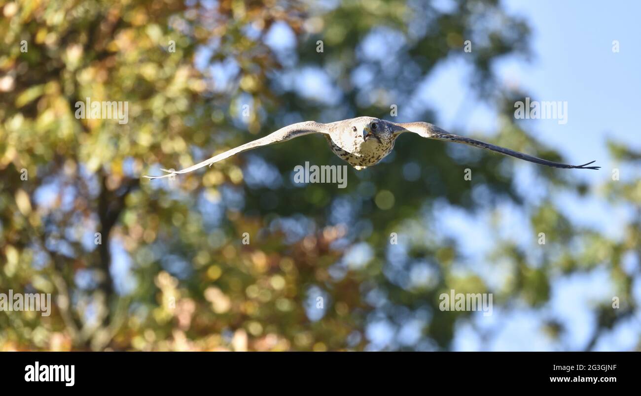 Saker falcon in flight. Falco cherrug. Stock Photo