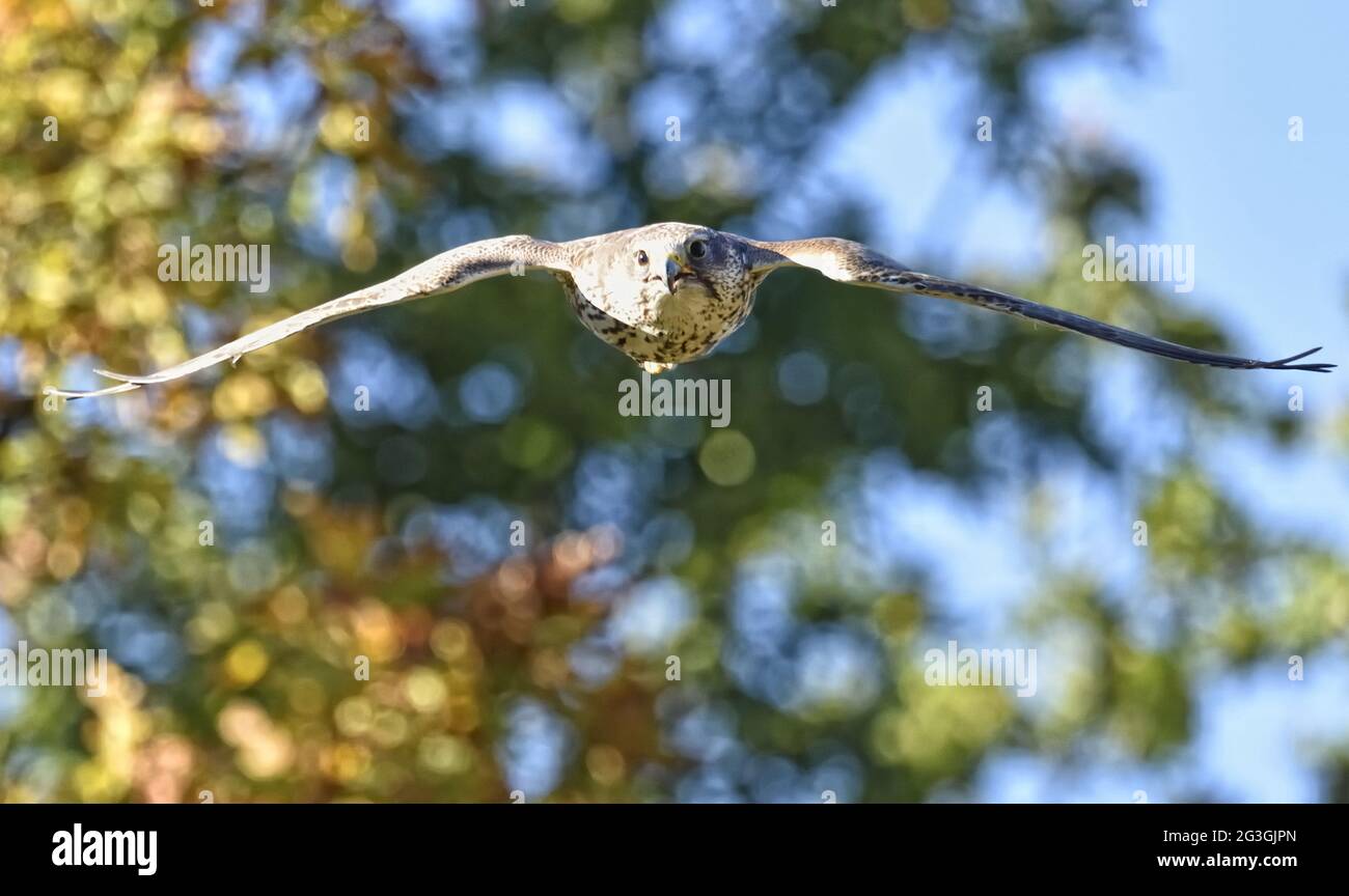 Saker falcon in flight. Falco cherrug. Stock Photo