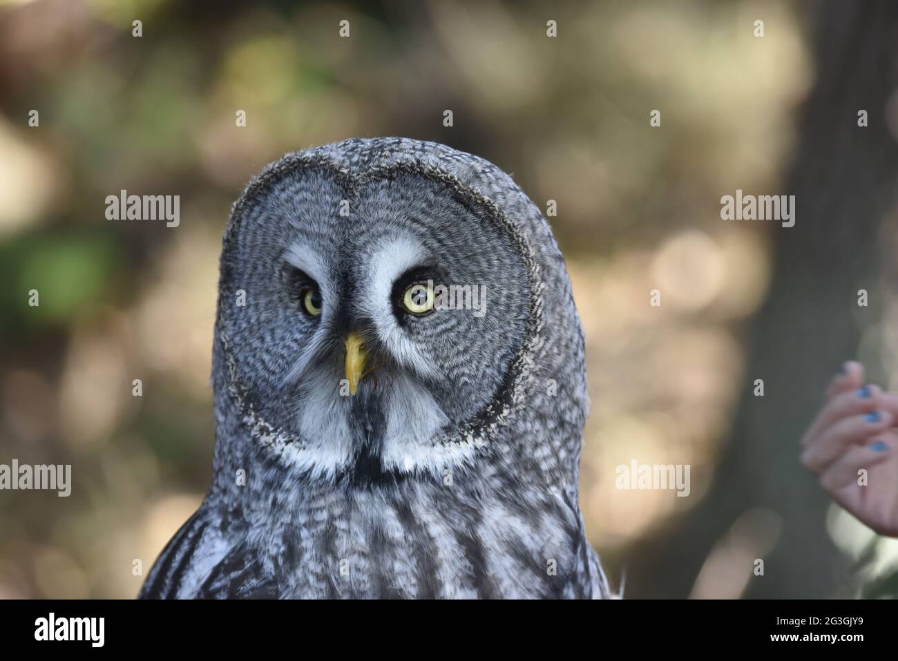 Bearded Owl (Strix nebulosa) Stock Photo