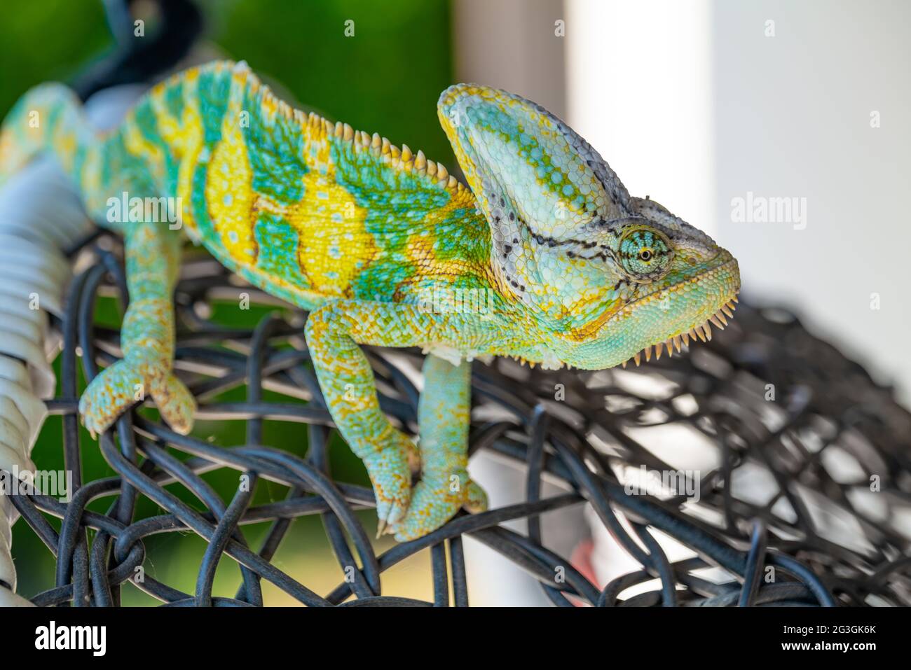 Colorful Chameleon Lizard