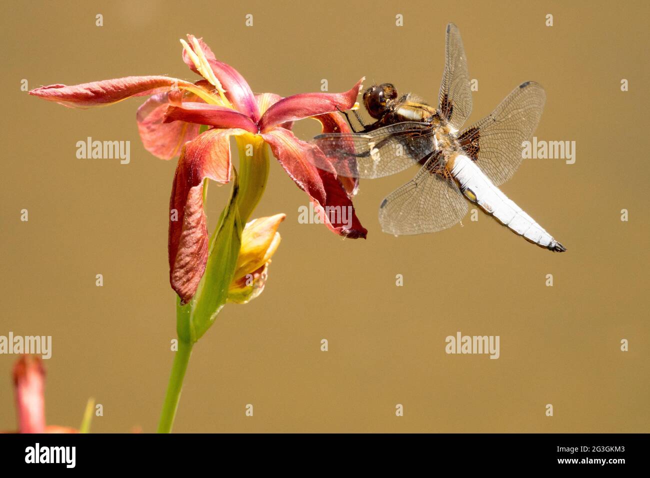 Dragonfly Male Libellula depressa, the broad-bodied chaser or broad-bodied darter on Louisiana Iris 'Little Cajun' close up terracotta red flower Stock Photo