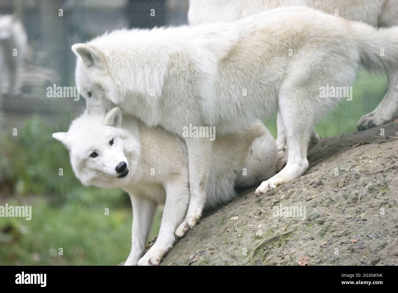 Arctic wolf or white wolf (Canis lupus arctos). Stock Photo