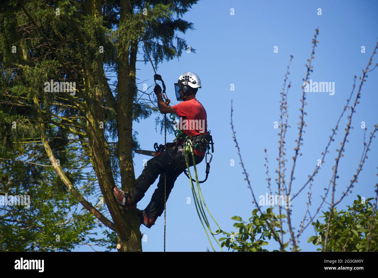 Tree surgeon climbing a conifer tree in woods with chainsaw before felling tree - Sharnbrook, Bedfordshire, England, UK Stock Photo