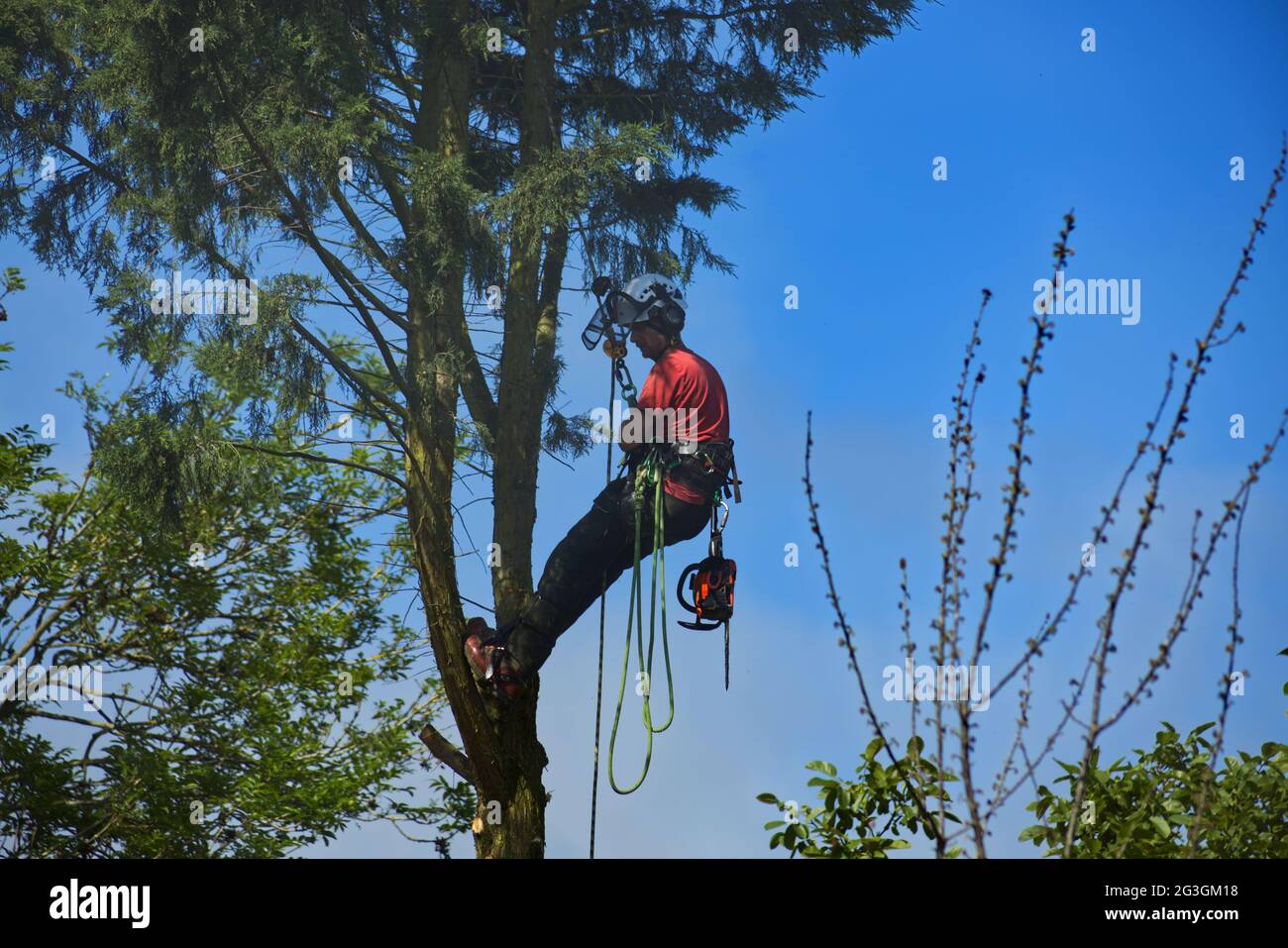 Tree surgeon climbing a conifer tree in woods with chainsaw before felling tree - Sharnbrook, Bedfordshire, England, UK Stock Photo