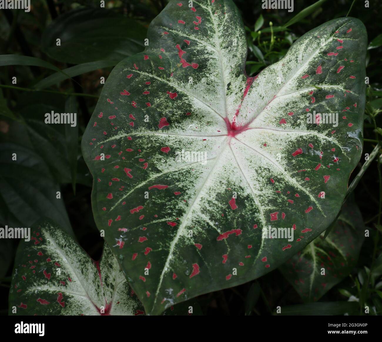 Elephant ear tree hi-res stock photography and images - Alamy