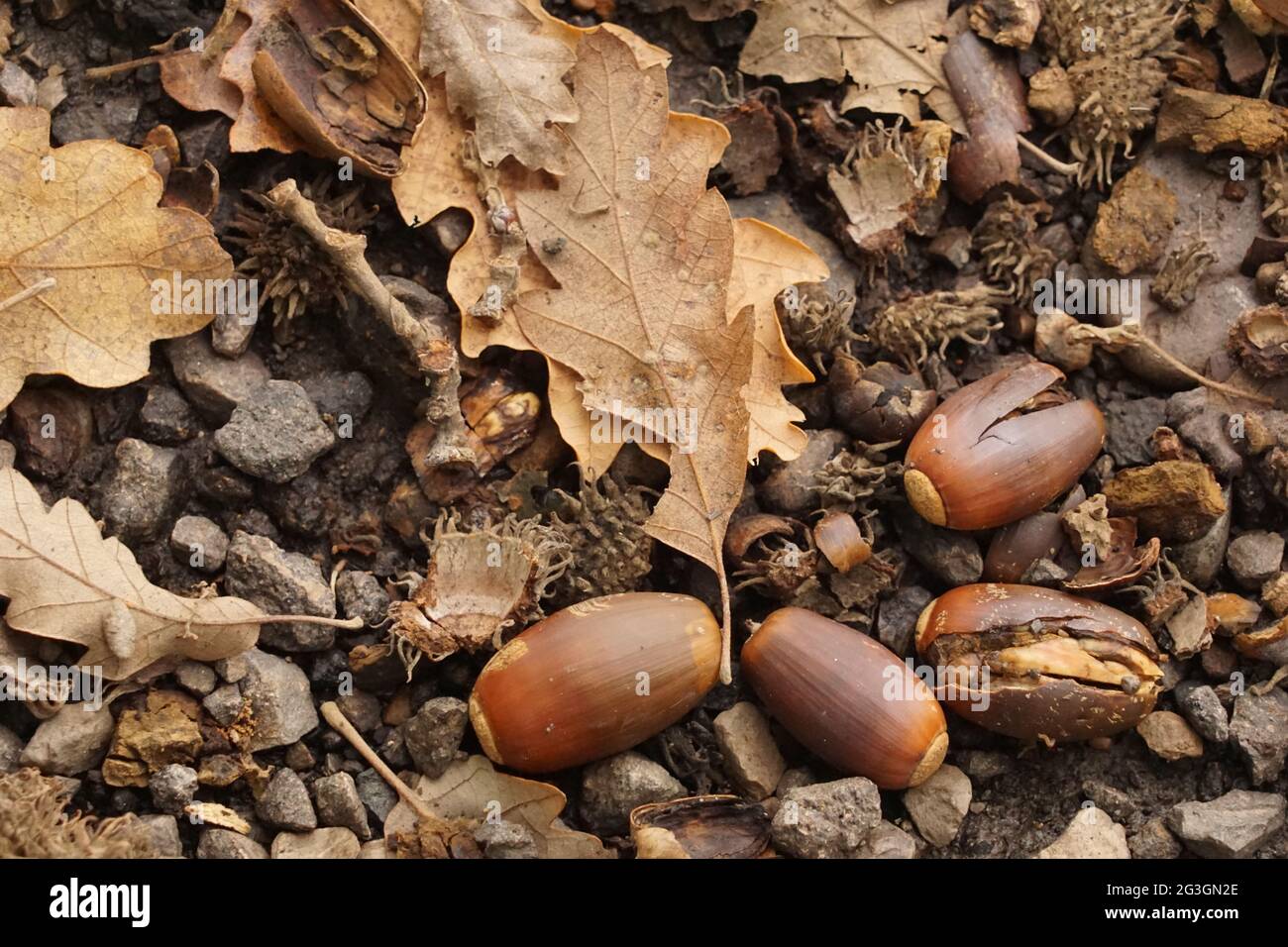 Autumn background with acorns and leaves Stock Photo