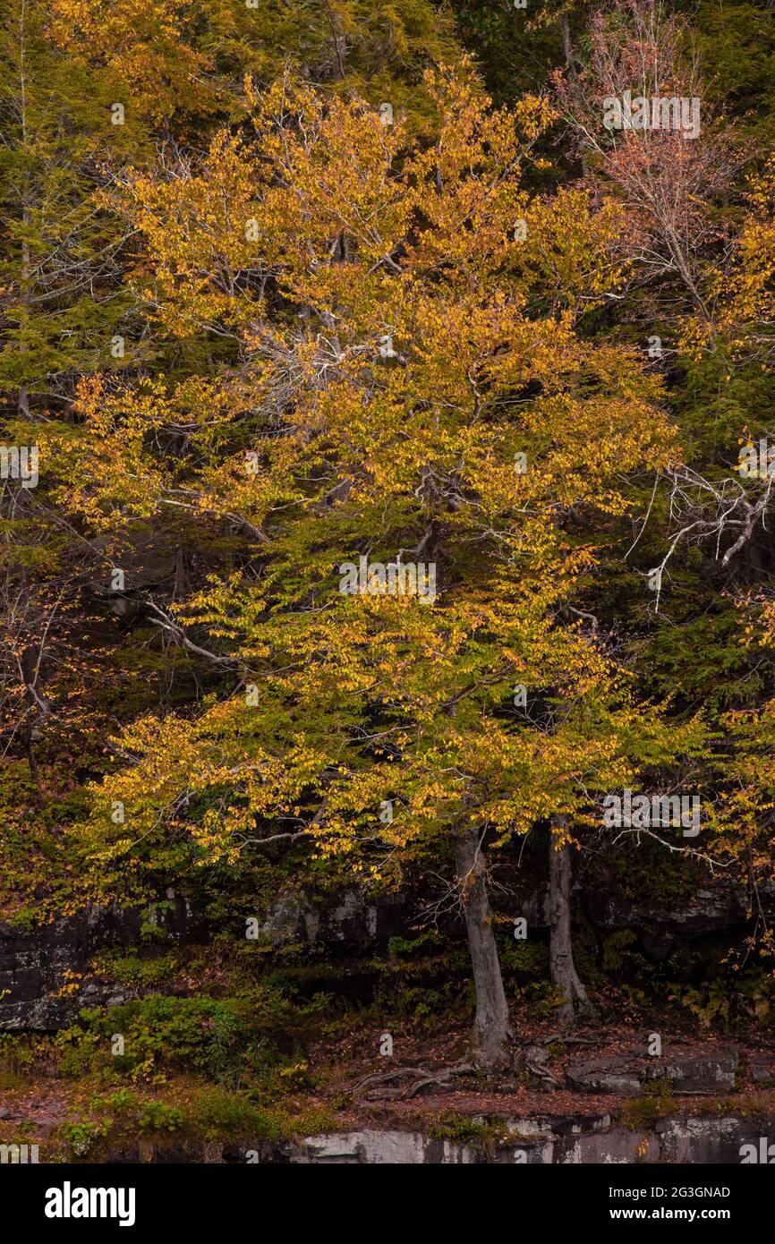 American Beech, a common hardwood tree sapecies in easyern North