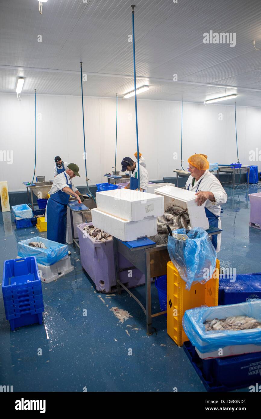 Fish Processing at Grimsby Fish Market, Grimsby Docks, Uk Fishing Stock Photo Alamy