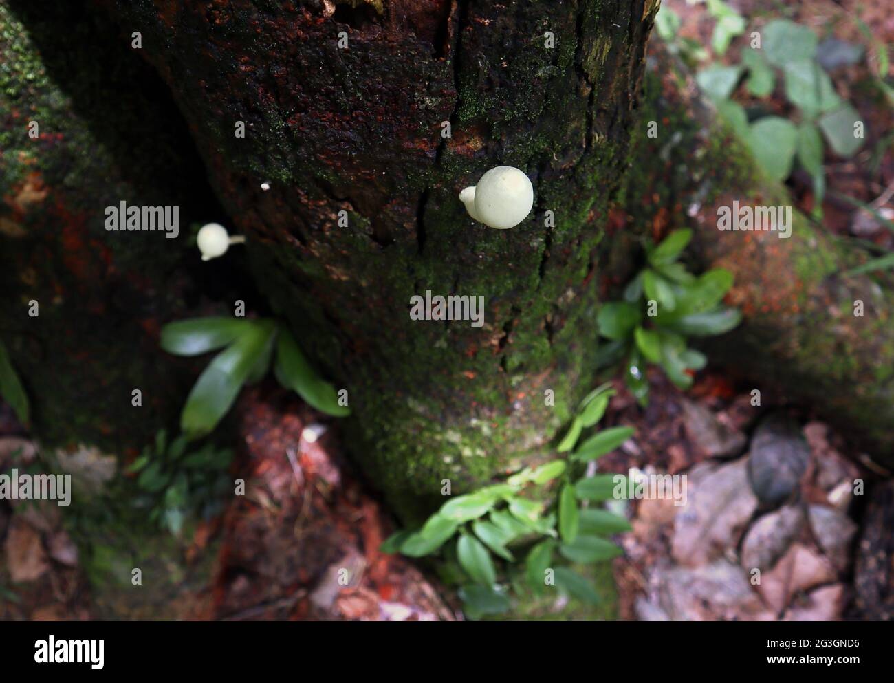 Overhead view of a white mushroom on a trunk surface of a jack fruit tree Stock Photo