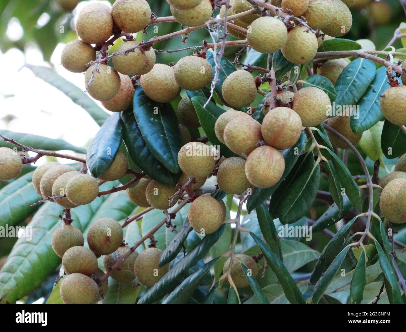 Longan fruit trees are full of longan fruits Stock Photo - Alamy